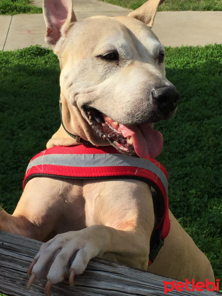 Staffordshire Bull Terrier, Köpek  Keje fotoğrafı