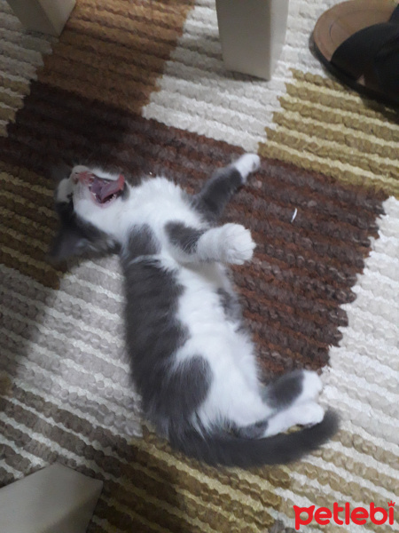 Tekir Kedi, Kedi  Ares fotoğrafı