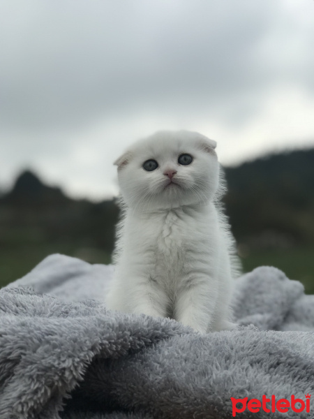 Scottish Fold, Kedi  Rıfkı fotoğrafı