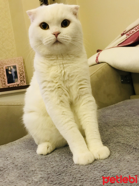 Scottish Fold, Kedi  Rıfkı fotoğrafı