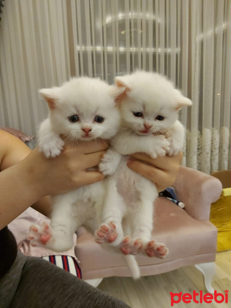 Scottish Fold, Kedi  Rıfkı fotoğrafı