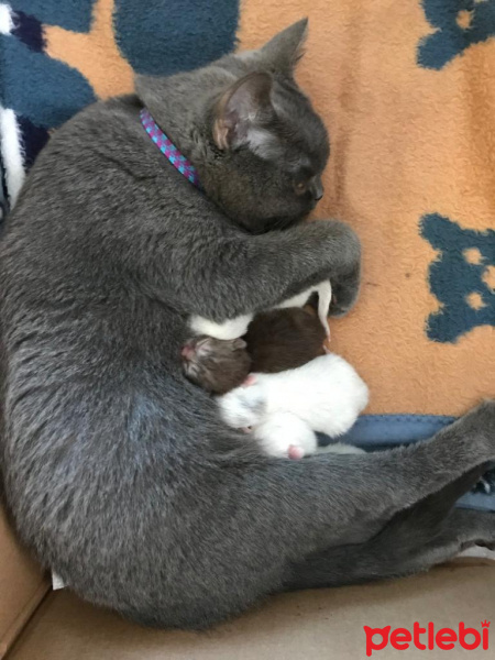 Scottish Fold, Kedi  Rıfkı fotoğrafı
