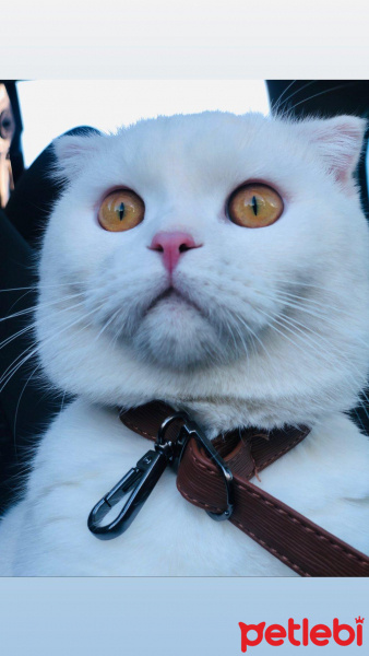 Scottish Fold, Kedi  Rıfkı fotoğrafı