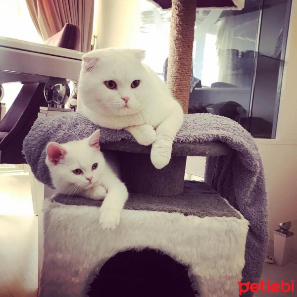 Scottish Fold, Kedi  Rıfkı fotoğrafı