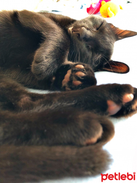Tekir Kedi, Kedi  Çona (전하) fotoğrafı