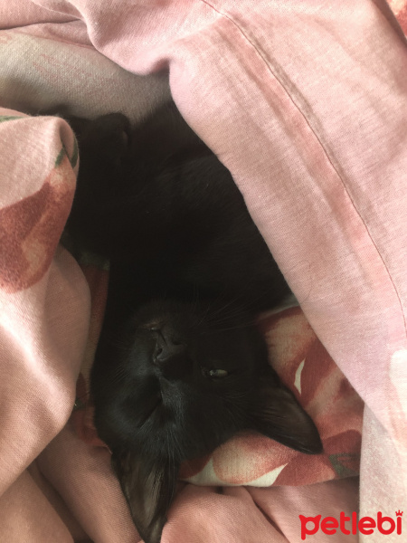 Tekir Kedi, Kedi  Çona (전하) fotoğrafı
