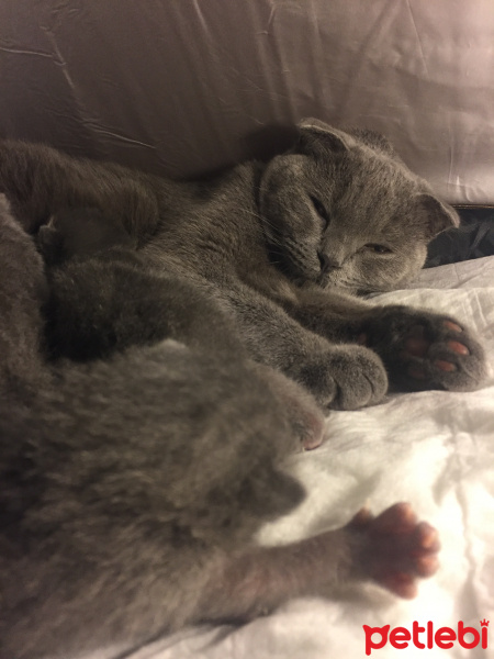 Scottish Fold, Kedi  pito fotoğrafı