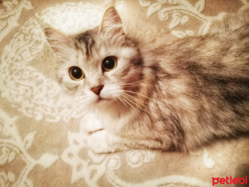 Chinchilla, Kedi  Çilek fotoğrafı