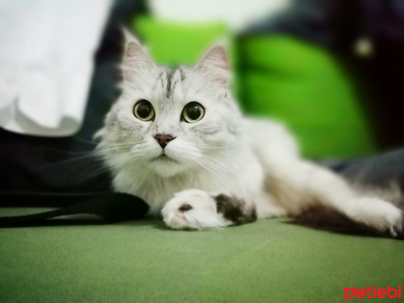 Chinchilla, Kedi  Çilek fotoğrafı