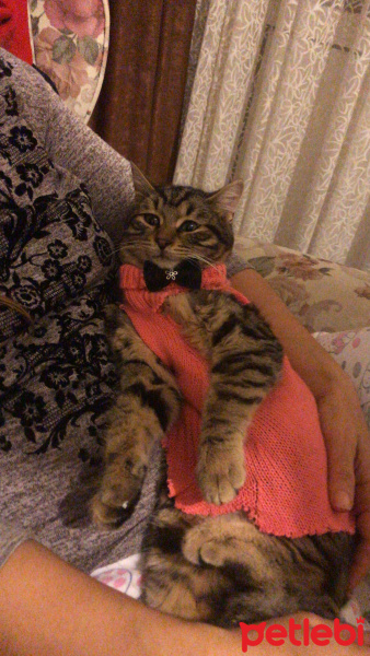 Tekir Kedi, Kedi  İsimsiz fotoğrafı