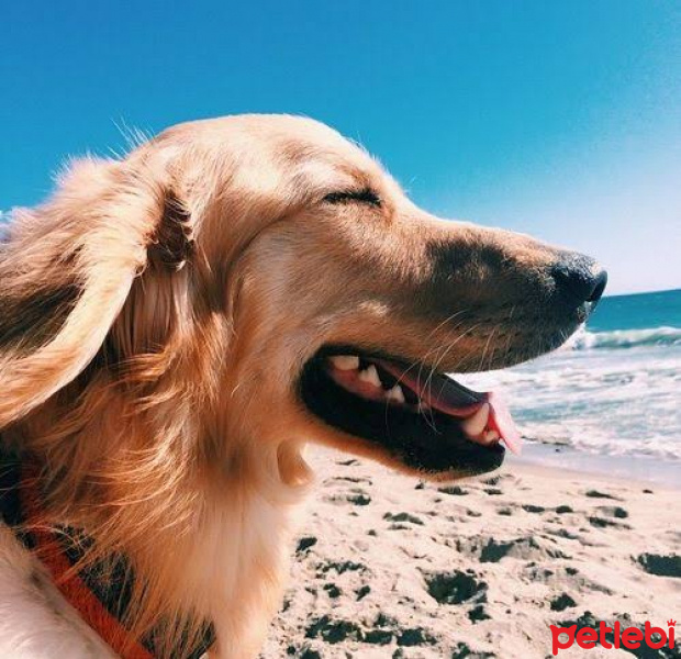 Golden Retriever, Köpek  Arni fotoğrafı