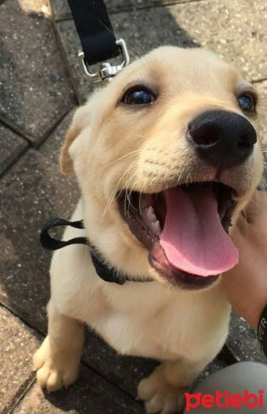 Golden Retriever, Köpek  Arni fotoğrafı