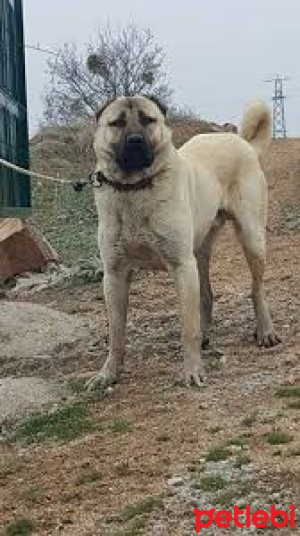 Kangal, Köpek  Karabaş fotoğrafı