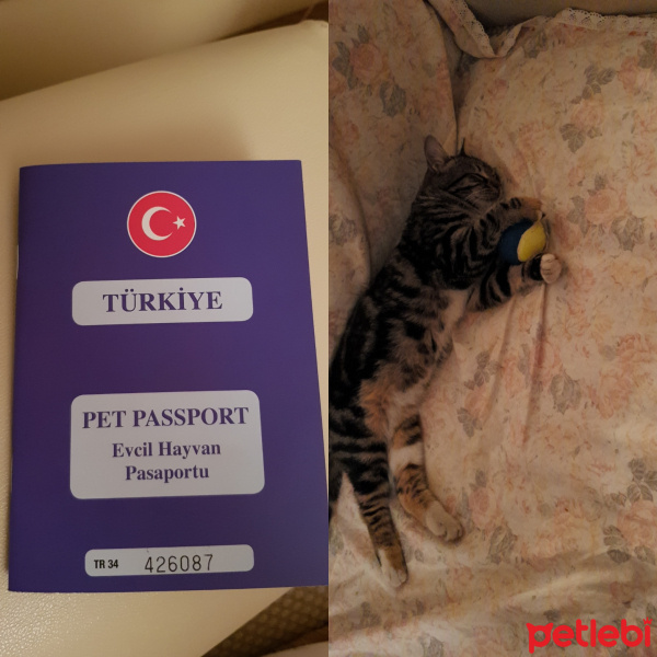 Tekir Kedi, Kedi  Badem fotoğrafı