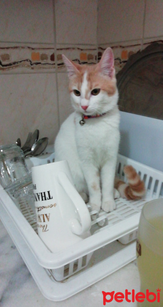 Tekir Kedi, Kedi  Kahve fotoğrafı