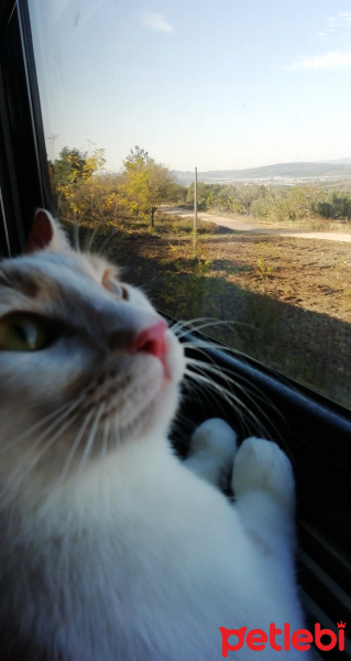 Tekir Kedi, Kedi  Kahve fotoğrafı