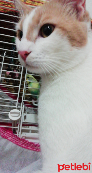Tekir Kedi, Kedi  Kahve fotoğrafı