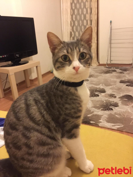 Tekir Kedi, Kedi  Babür fotoğrafı