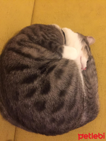 Tekir Kedi, Kedi  Babür fotoğrafı