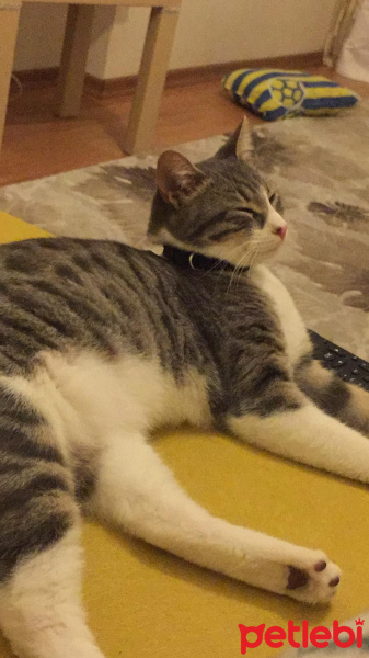 Tekir Kedi, Kedi  Babür fotoğrafı