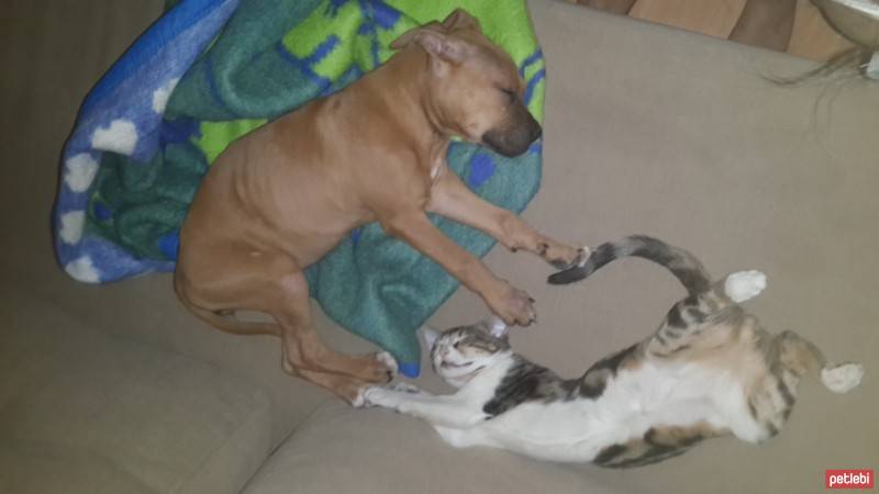 Boxer, Köpek  Dirty fotoğrafı