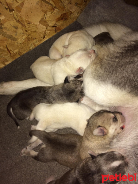 Sibirya Kurdu (Husky), Köpek  Alaska kurtları fotoğrafı