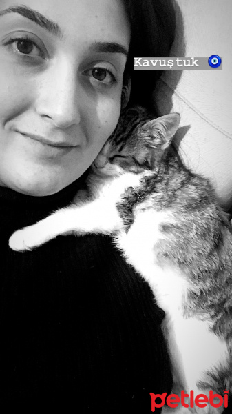 Tekir Kedi, Kedi  Oğluş fotoğrafı