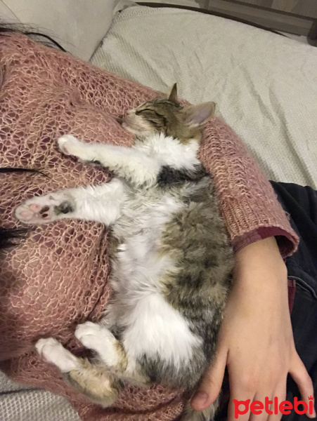Tekir Kedi, Kedi  Oğluş fotoğrafı