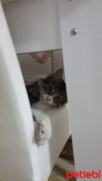 Tekir Kedi, Kedi  Şakir fotoğrafı