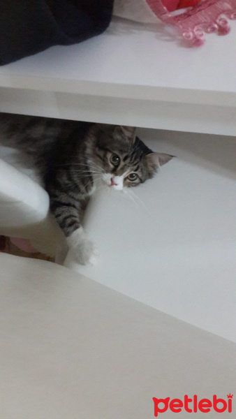 Tekir Kedi, Kedi  Şakir fotoğrafı