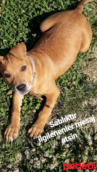 Amerikan Pitbull Terrier, Köpek  Badi fotoğrafı