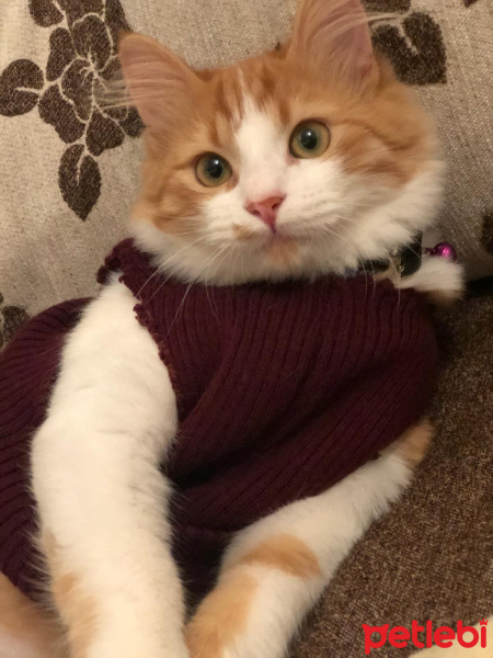Sarman, Kedi  Ercü fotoğrafı