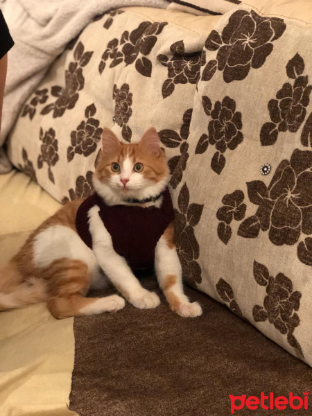 Sarman, Kedi  Ercü fotoğrafı