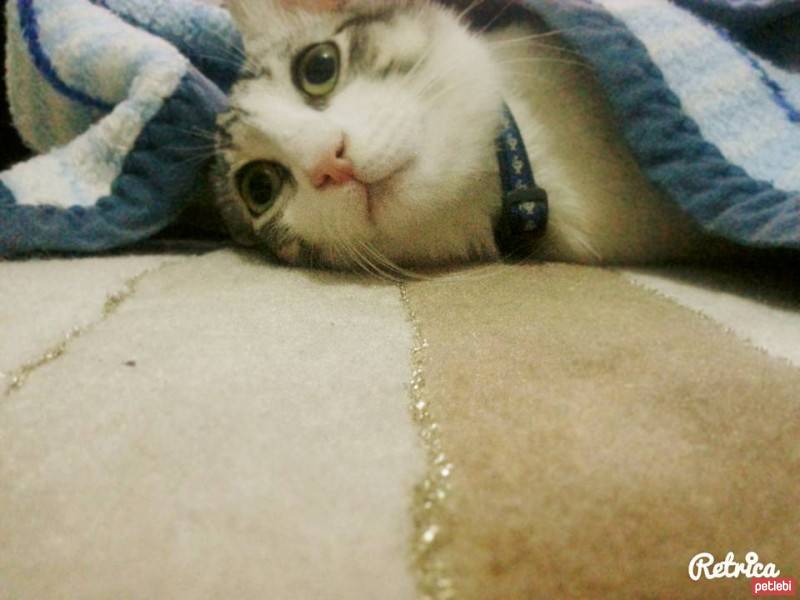 British Shorthair, Kedi  silver fotoğrafı