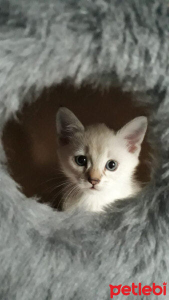 Birman, Kedi  Yaman fotoğrafı