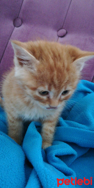 Sarman, Kedi  Leo fotoğrafı