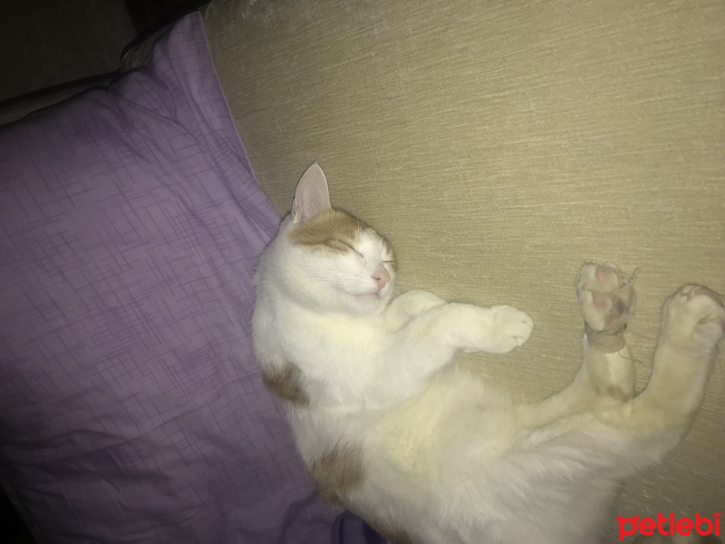 Tekir Kedi, Kedi  Paul fotoğrafı