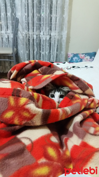 Tekir Kedi, Kedi  Charlie tosich fotoğrafı