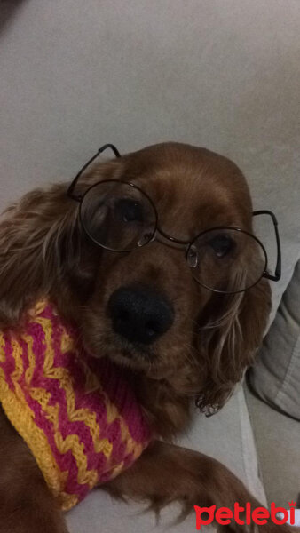 Amerikan Cocker Spaniel, Köpek  Maya fotoğrafı