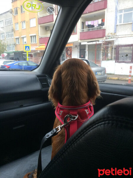 Amerikan Cocker Spaniel, Köpek  Maya fotoğrafı