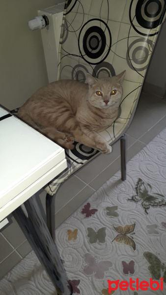 British Shorthair, Kedi  Minik fotoğrafı