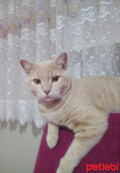 British Shorthair, Kedi  Minik fotoğrafı