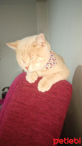 British Shorthair, Kedi  Minik fotoğrafı