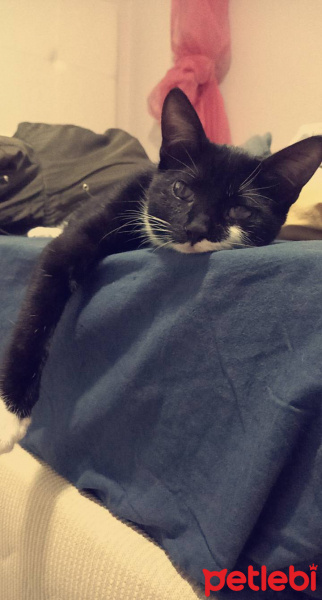 Tuxedo (Smokin) Kedi, Kedi  Pekmez fotoğrafı