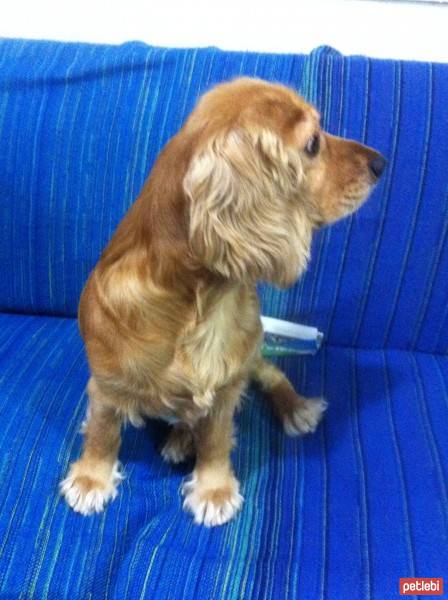Amerikan Cocker Spaniel, Köpek  dost fotoğrafı