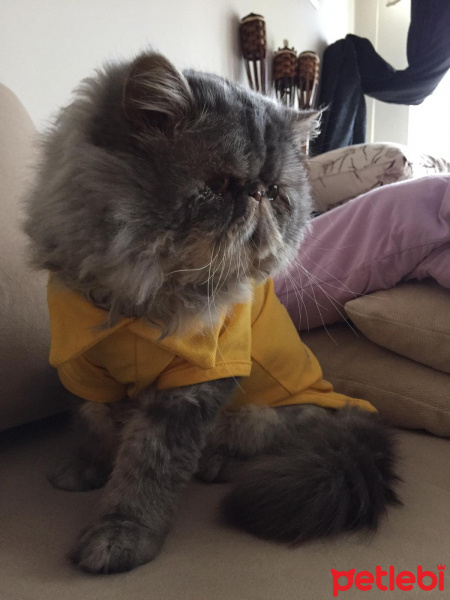 İran Kedisi (Persian), Kedi  Beyefendi fotoğrafı