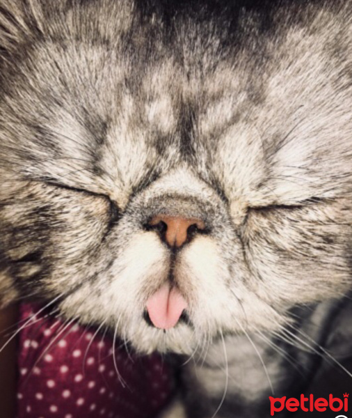 İran Kedisi (Persian), Kedi  Beyefendi fotoğrafı