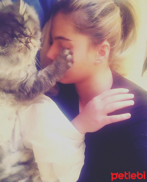 İran Kedisi (Persian), Kedi  Beyefendi fotoğrafı