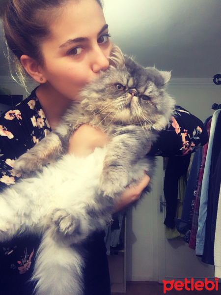 İran Kedisi (Persian), Kedi  Beyefendi fotoğrafı