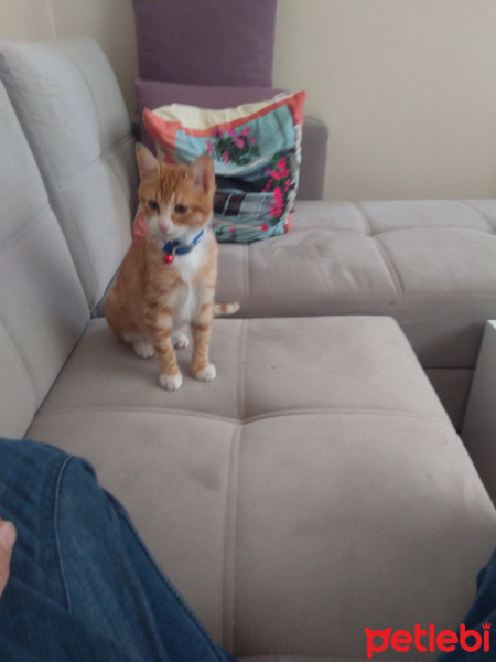 Tekir Kedi, Kedi  Tekir fotoğrafı